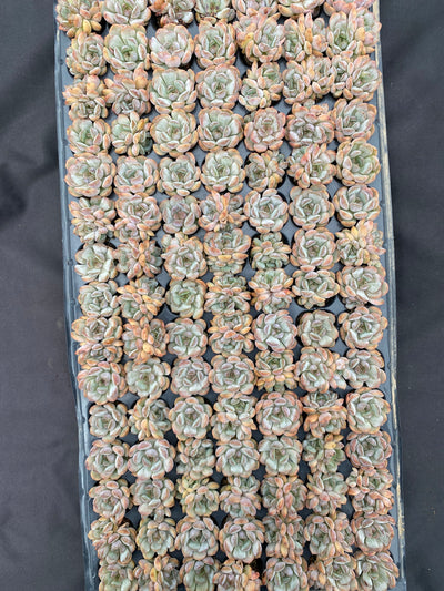 多肉植物 アカコイ 105株セット 品番AB0073