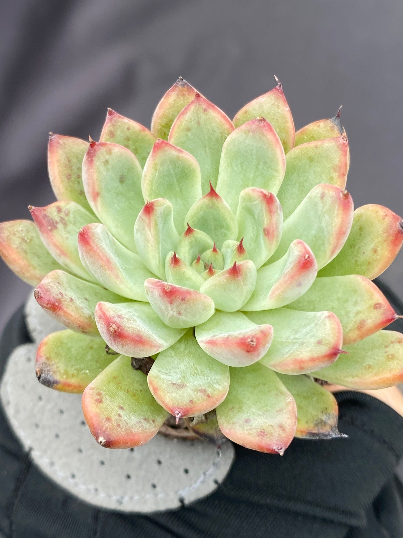 多肉植物 セイコウ 72株セット 品番AB0074