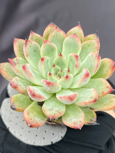 多肉植物 セイコウ 72株セット 品番AB0074