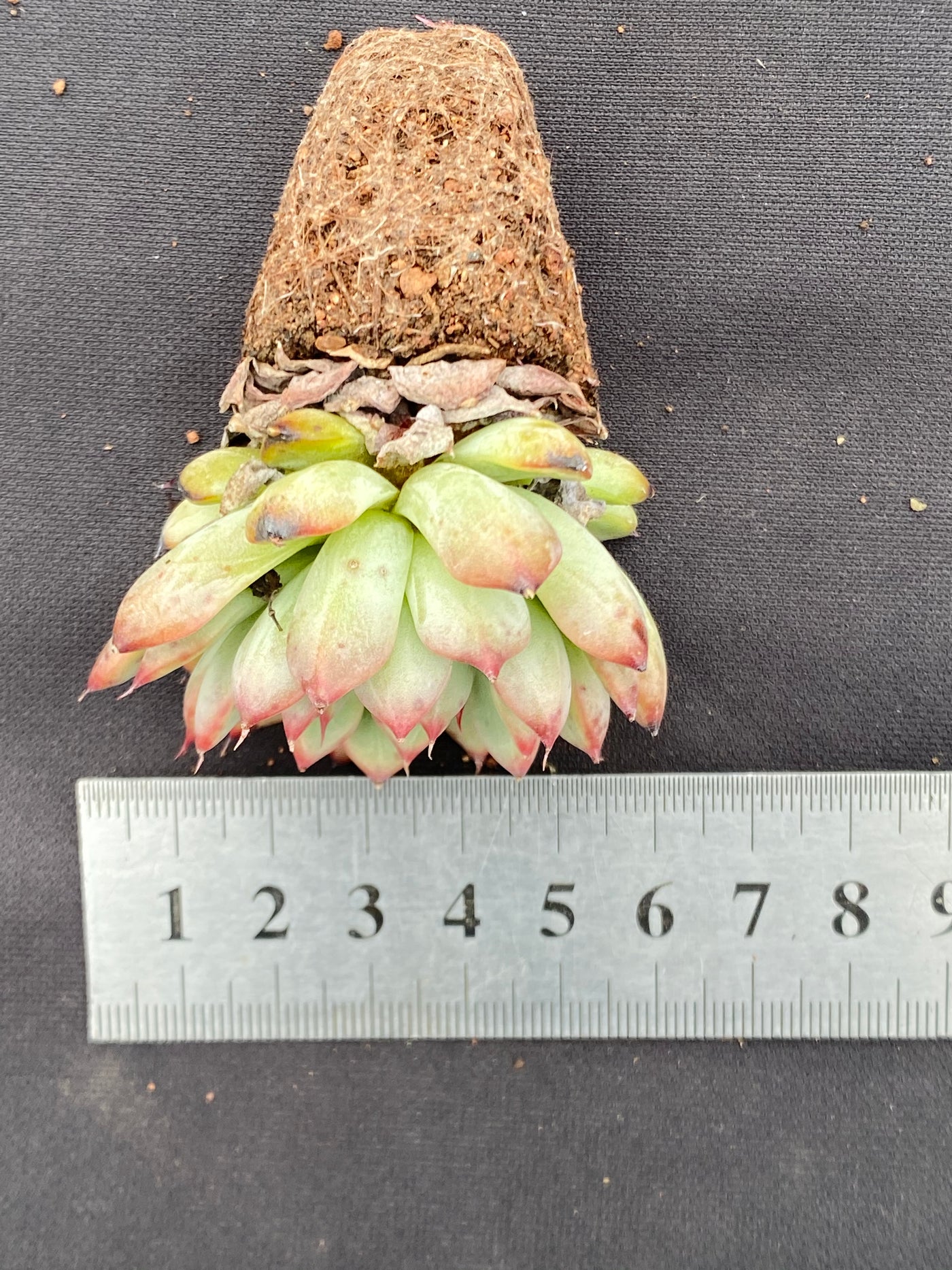 多肉植物 セイコウ 72株セット 品番AB0074
