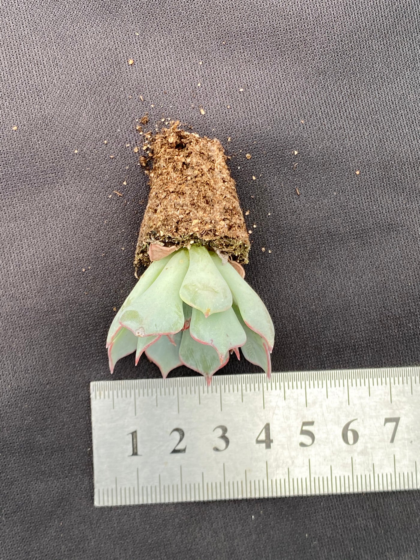 多肉植物 ケンスノーヴァ 128株セット 品番AB0075