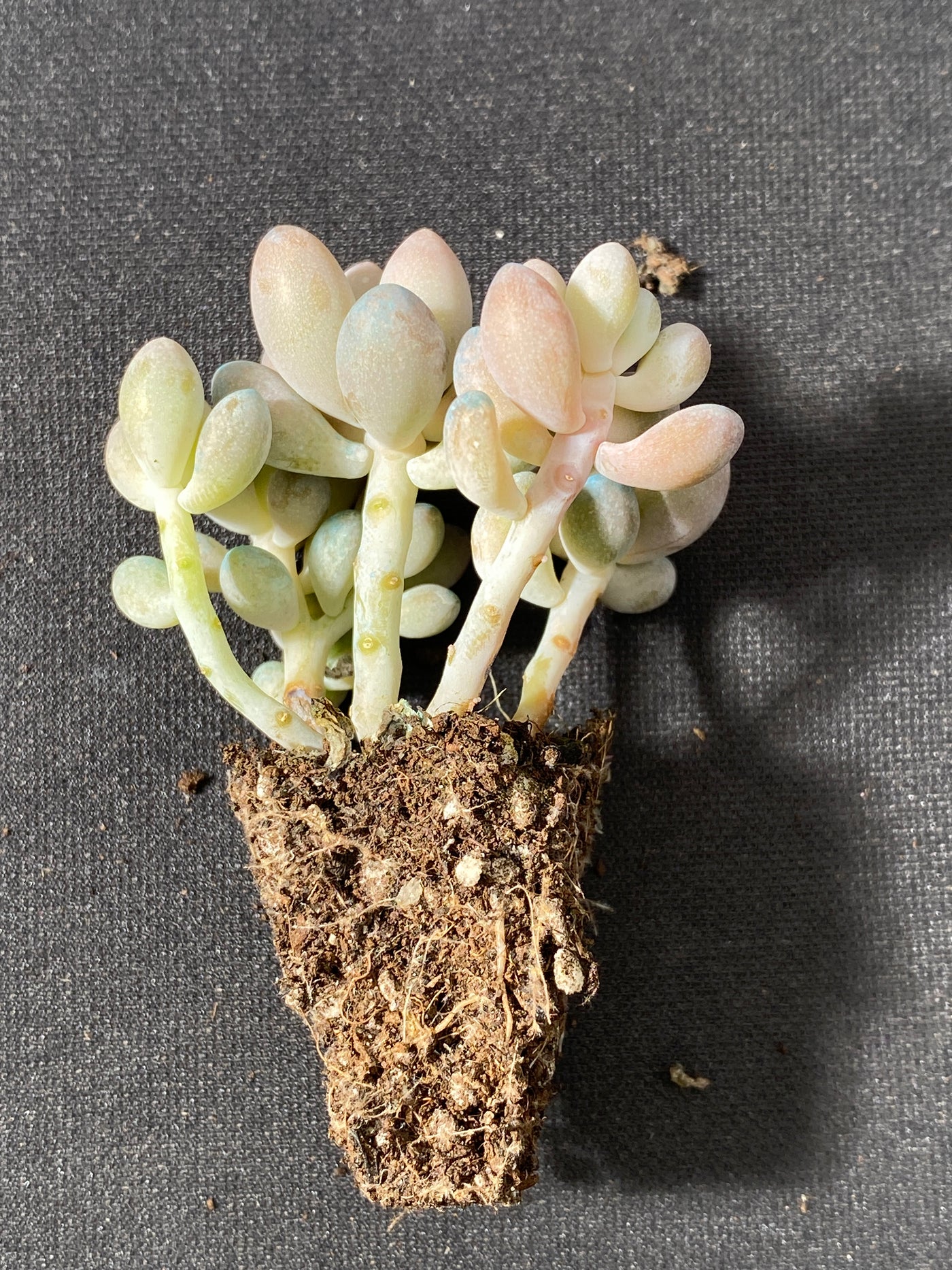 多肉植物 タマゴユビ 105株セット 品番AB0033