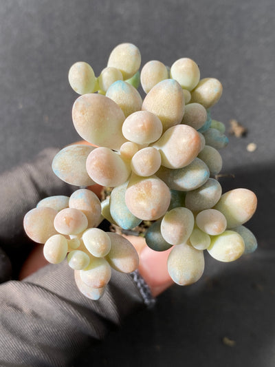 多肉植物 タマゴユビ 105株セット 品番AB0033