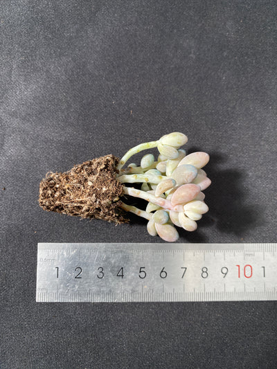 多肉植物 タマゴユビ 105株セット 品番AB0033