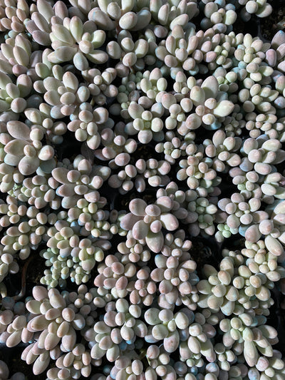 多肉植物 タマゴユビ 105株セット 品番AB0033