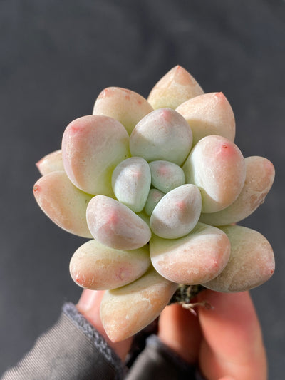 多肉植物 フレグランス 105株セット 品番AB0034