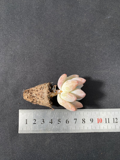 多肉植物 フレグランス 105株セット 品番AB0034