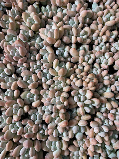 多肉植物 フレグランス 105株セット 品番AB0034