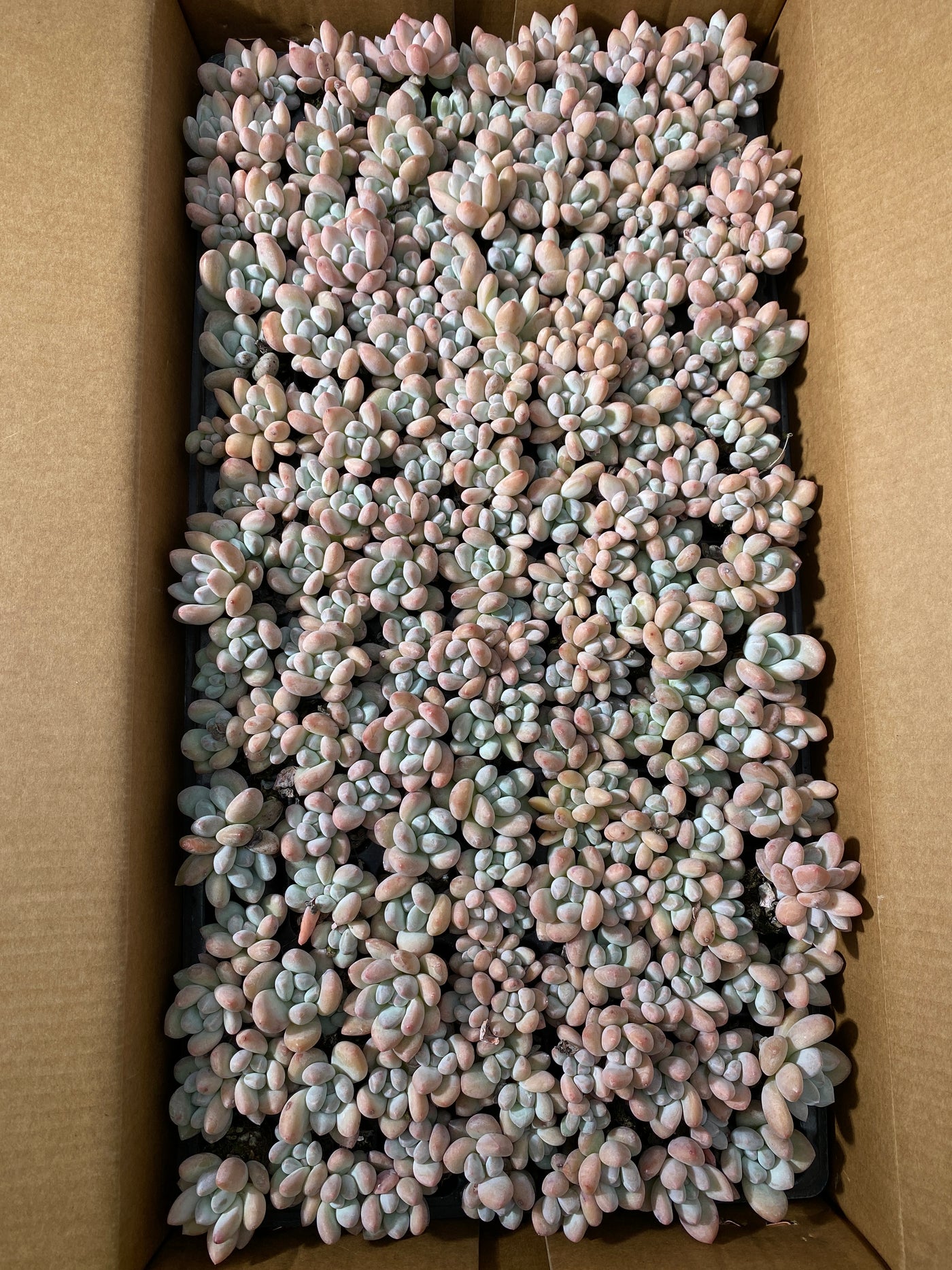多肉植物 フレグランス 105株セット 品番AB0034
