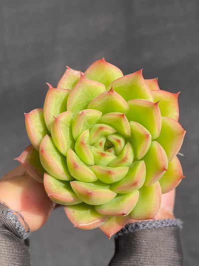多肉植物 フラッシュ 105株セット 品番AB0035