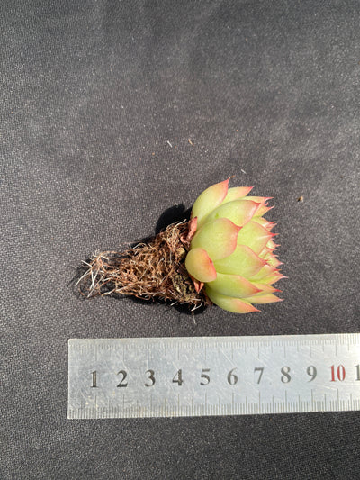 多肉植物 フラッシュ 105株セット 品番AB0035