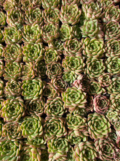 多肉植物 フラッシュ 105株セット 品番AB0035