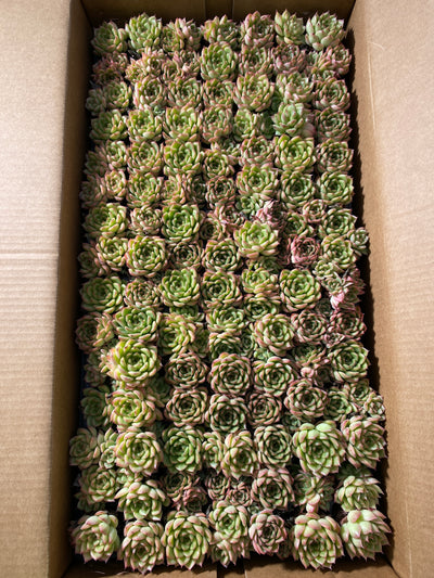 多肉植物 フラッシュ 105株セット 品番AB0035
