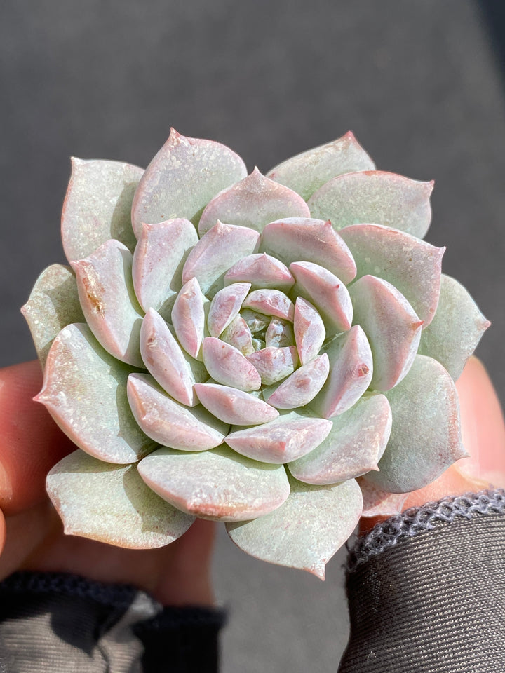 多肉植物 オンチョウ 105株セット 品番AB0036 – 花のパッセージ