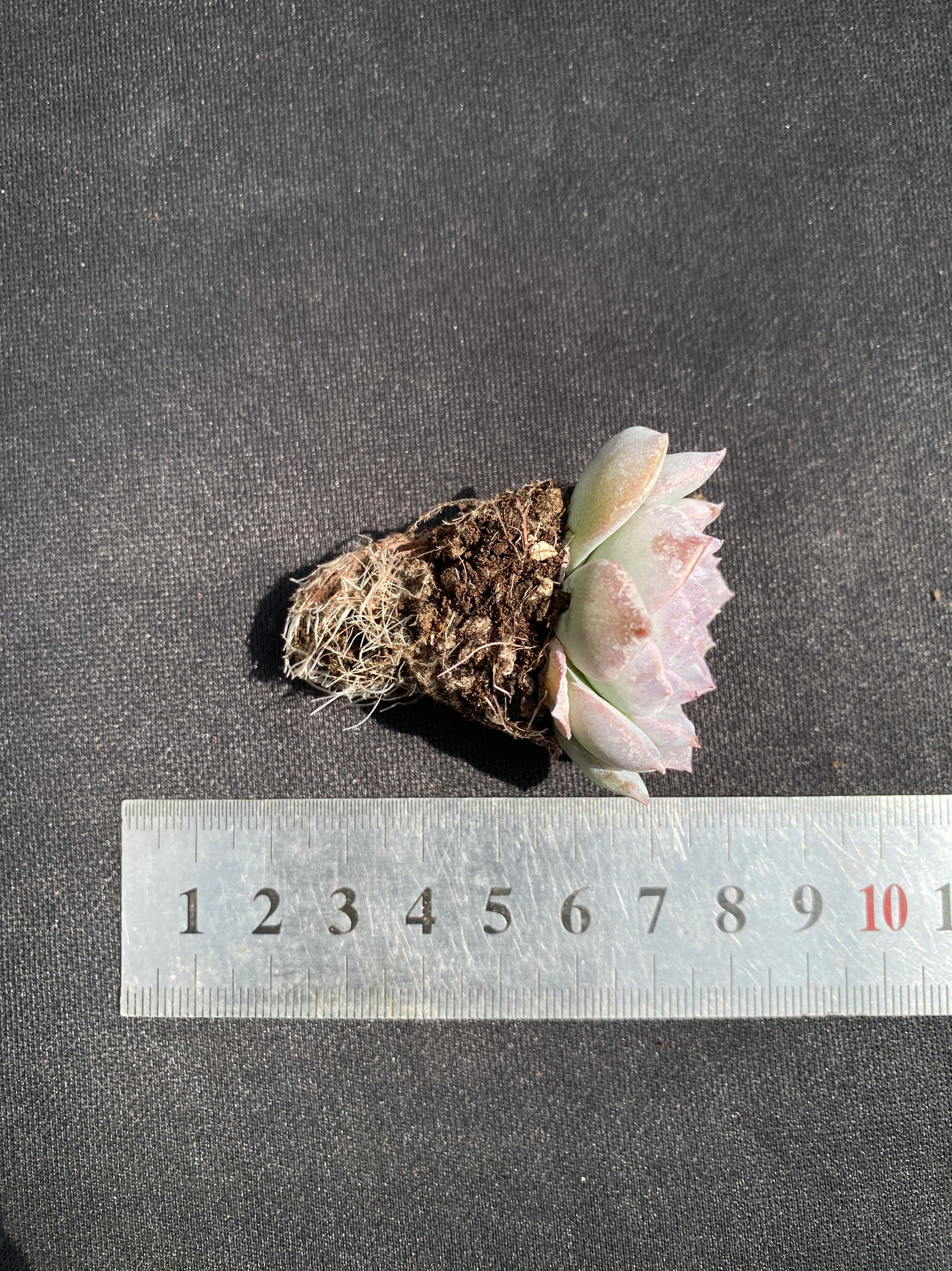 多肉植物 オンチョウ 105株セット 品番AB0036