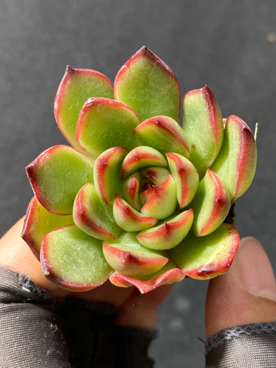 多肉植物 ポリアナ 105株セット 品番AB0037