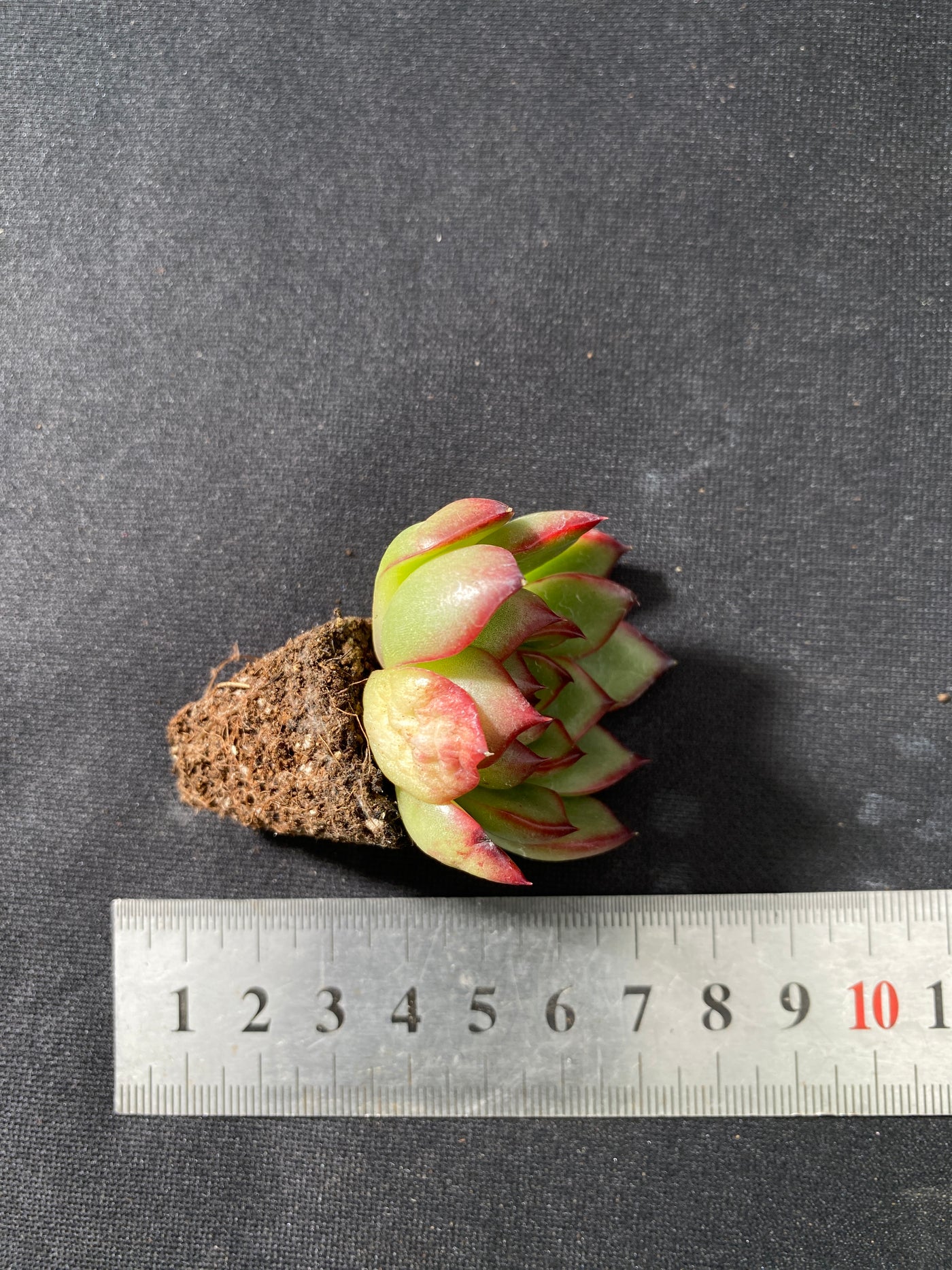 多肉植物 ポリアナ 105株セット 品番AB0037