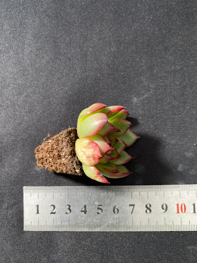 多肉植物 ポリアナ 105株セット 品番AB0037