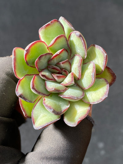 多肉植物 レイイン 105株セット 品番AB0038