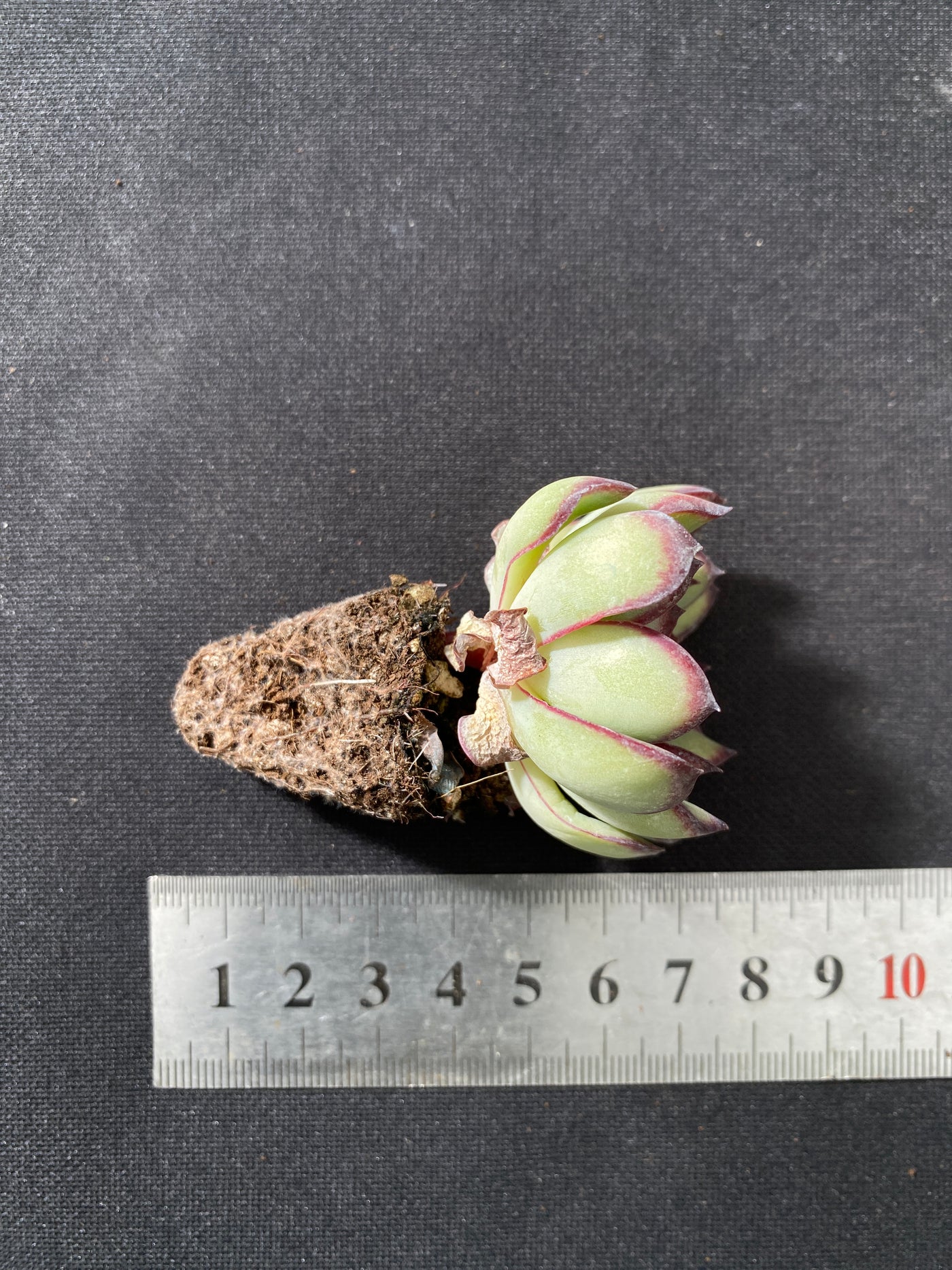 多肉植物 レイイン 105株セット 品番AB0038