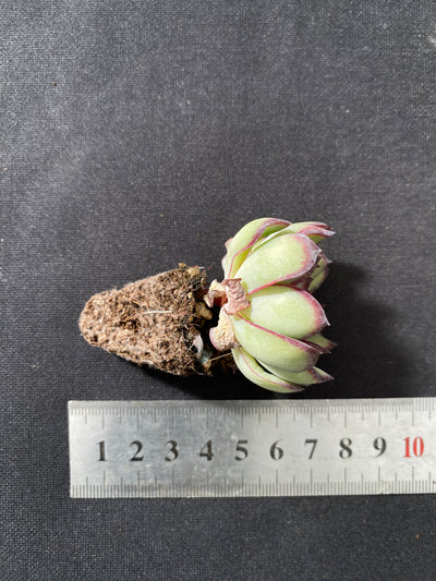 多肉植物 レイイン 105株セット 品番AB0038