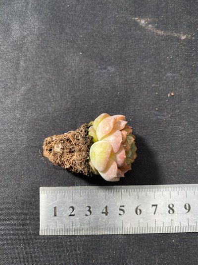 多肉植物 ヨウショウ 105株セット 品番AB0039