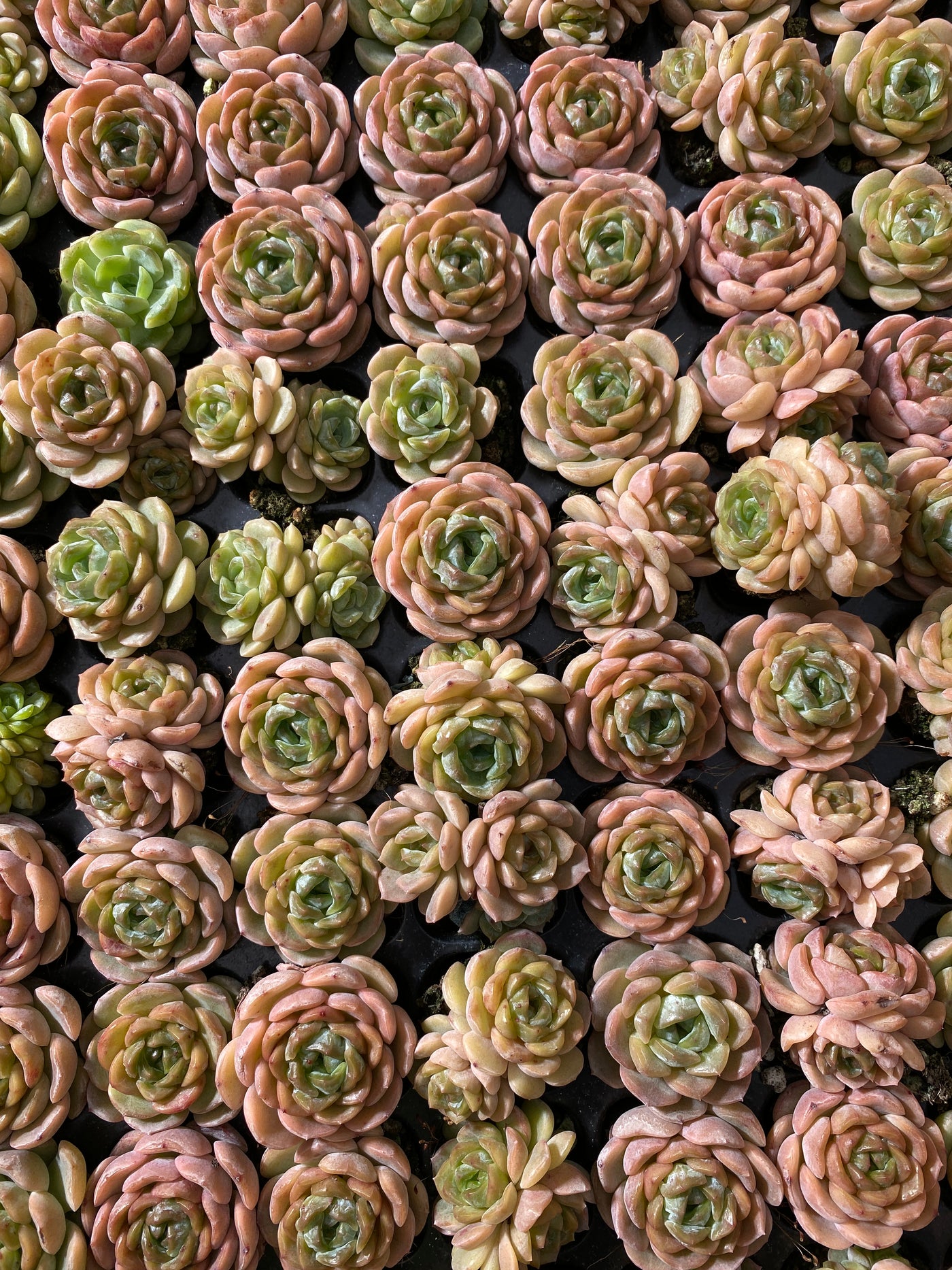 多肉植物 ヨウショウ 105株セット 品番AB0039