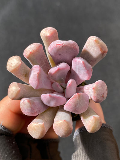 多肉植物 キューピッド 105株セット 品番AB0040