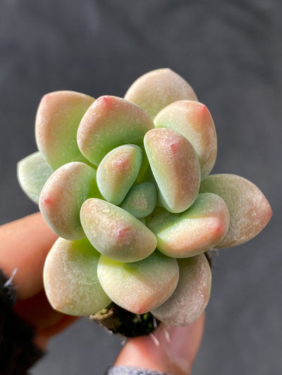 多肉植物 ロシェン 105株セット 品番AB0041