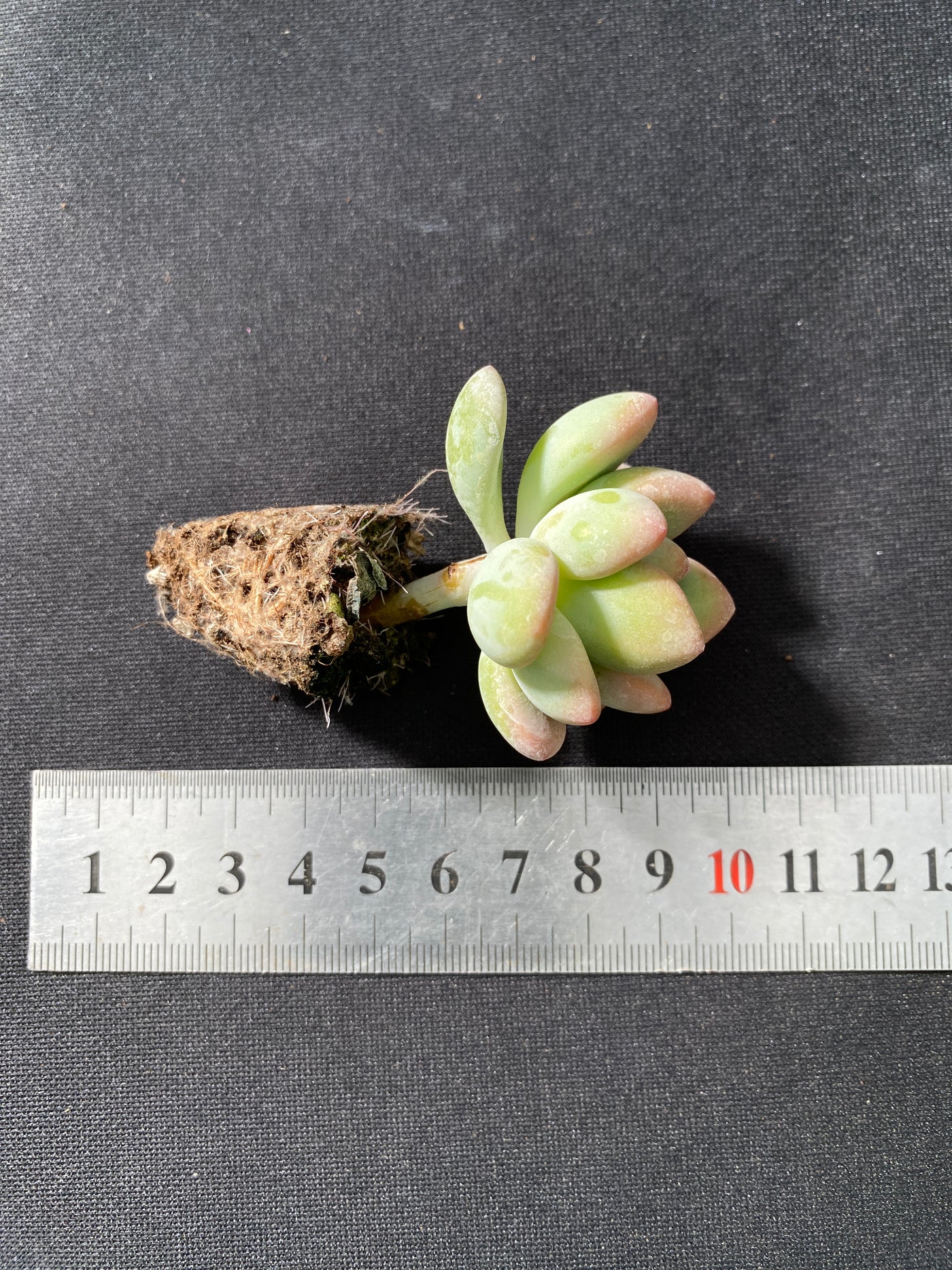 多肉植物 ロシェン 105株セット 品番AB0041