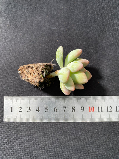 多肉植物 ロシェン 105株セット 品番AB0041