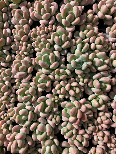 多肉植物 ロシェン 105株セット 品番AB0041