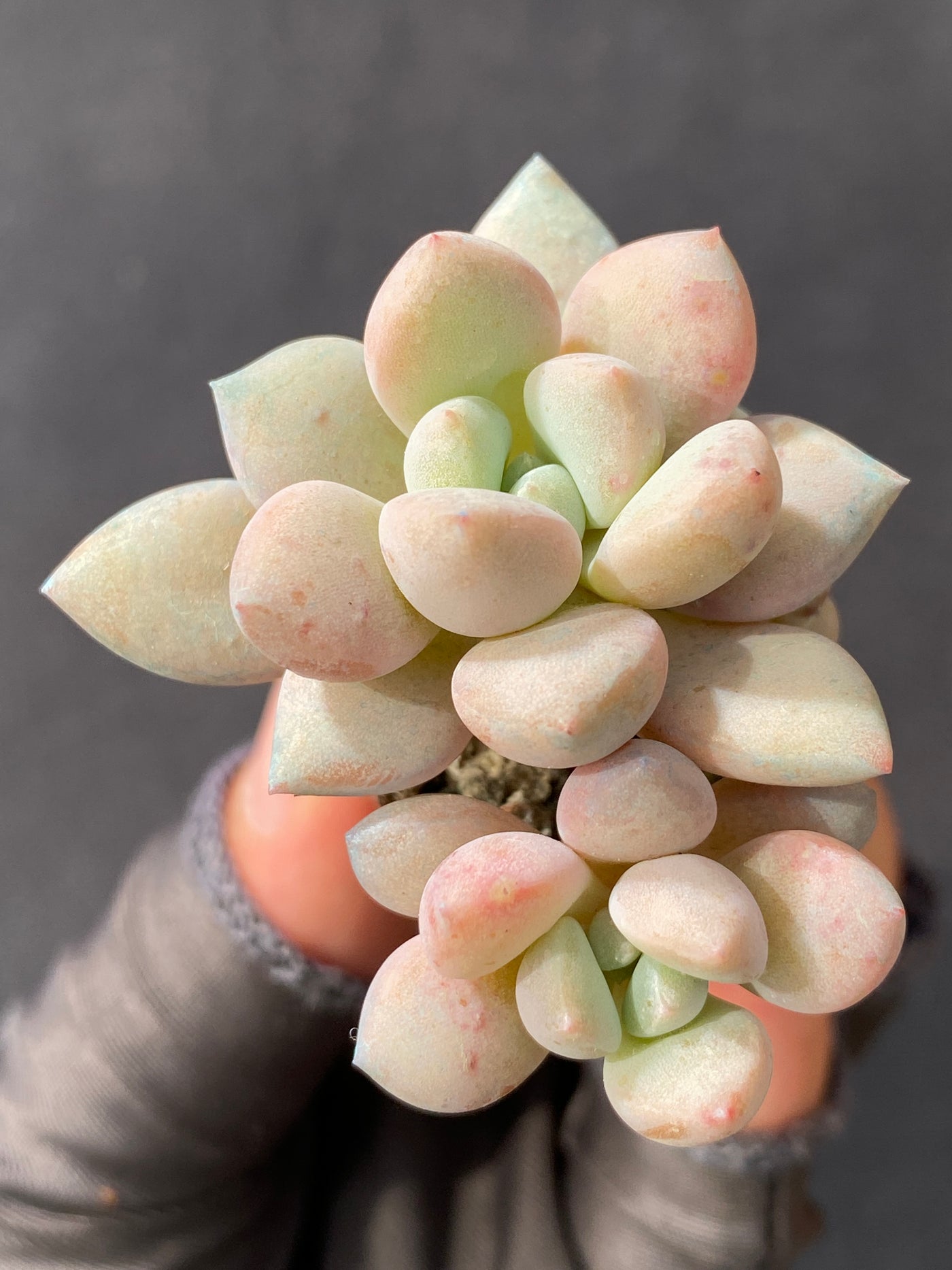 多肉植物 ハナフルシカ 105株セット 品番AB0042