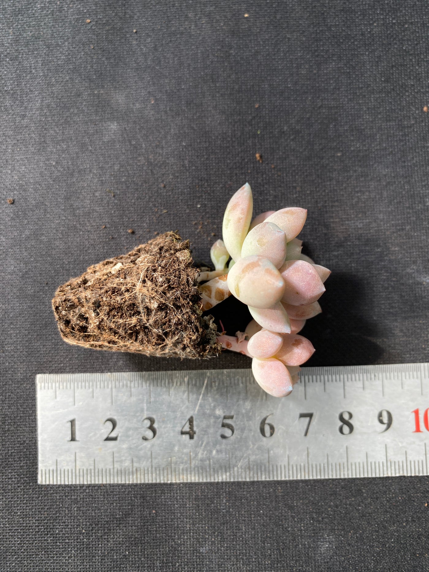 多肉植物 ハナフルシカ 105株セット 品番AB0042