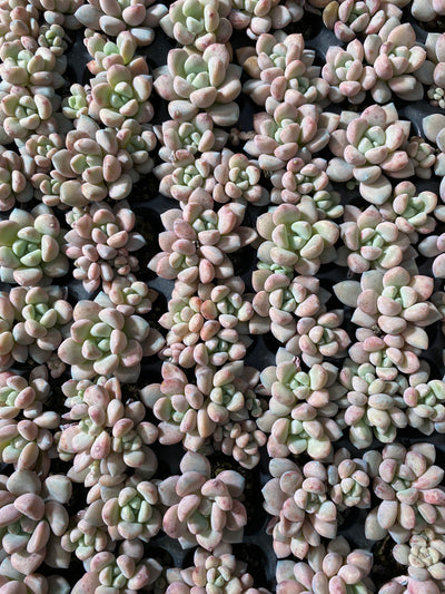 多肉植物 ハナフルシカ 105株セット 品番AB0042