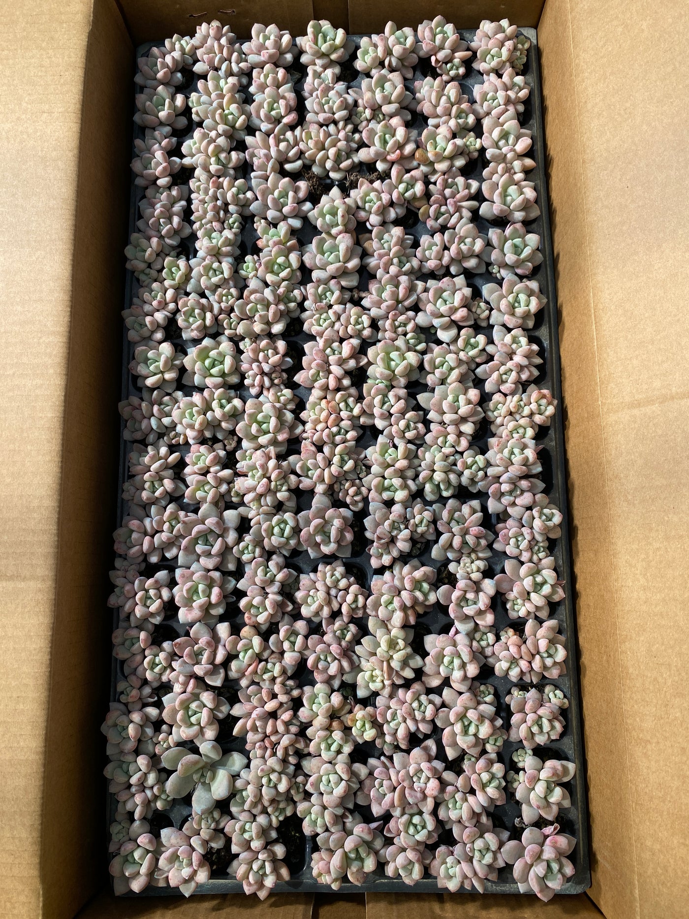 多肉植物 ハナフルシカ 105株セット 品番AB0042
