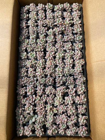 多肉植物 ハナフルシカ 105株セット 品番AB0042