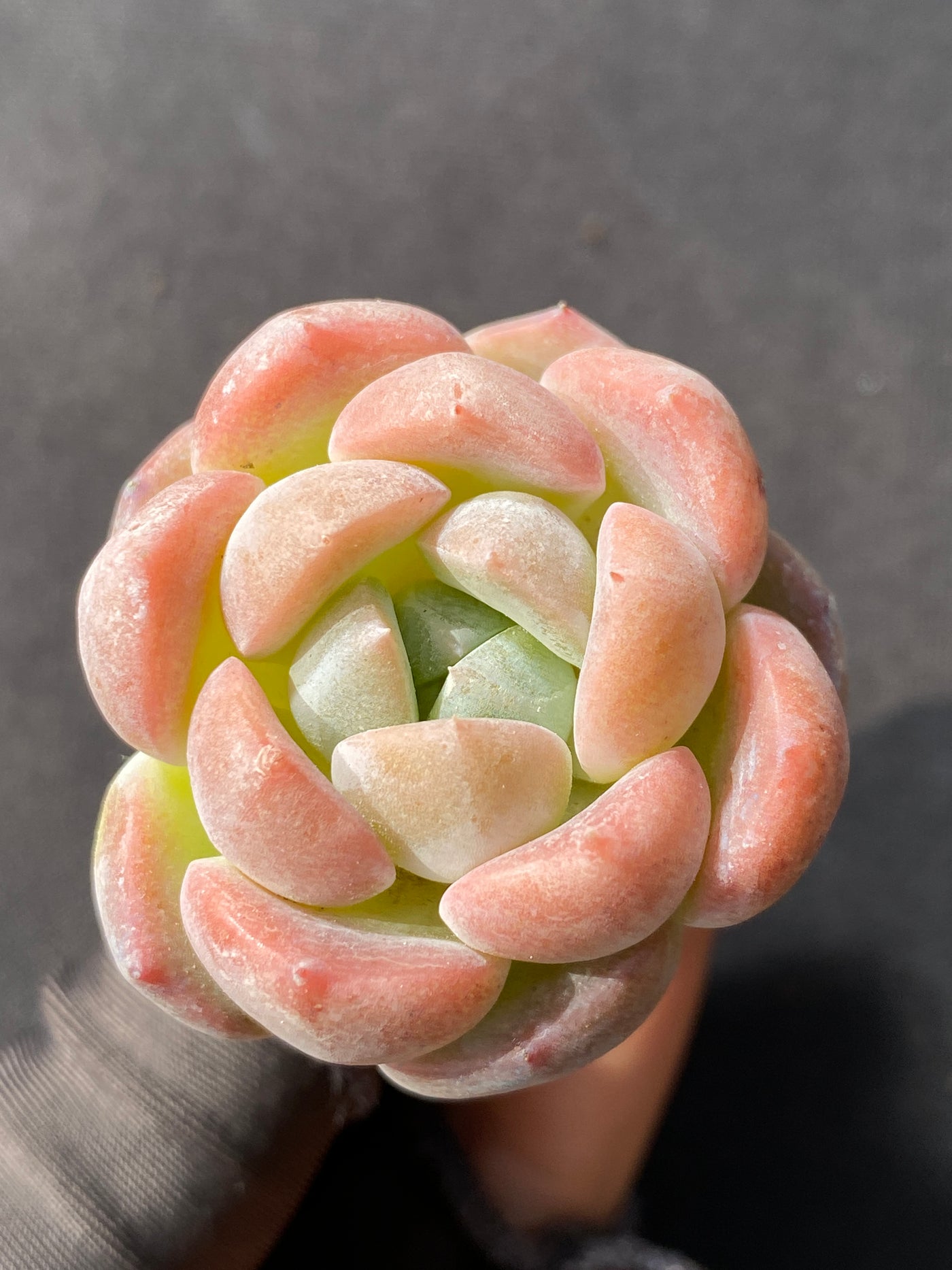 多肉植物 コハク 105株セット 品番AB0043