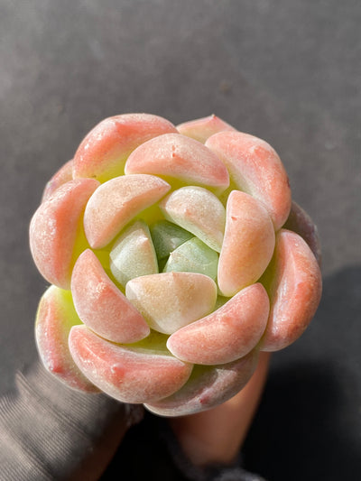 多肉植物 コハク 105株セット 品番AB0043