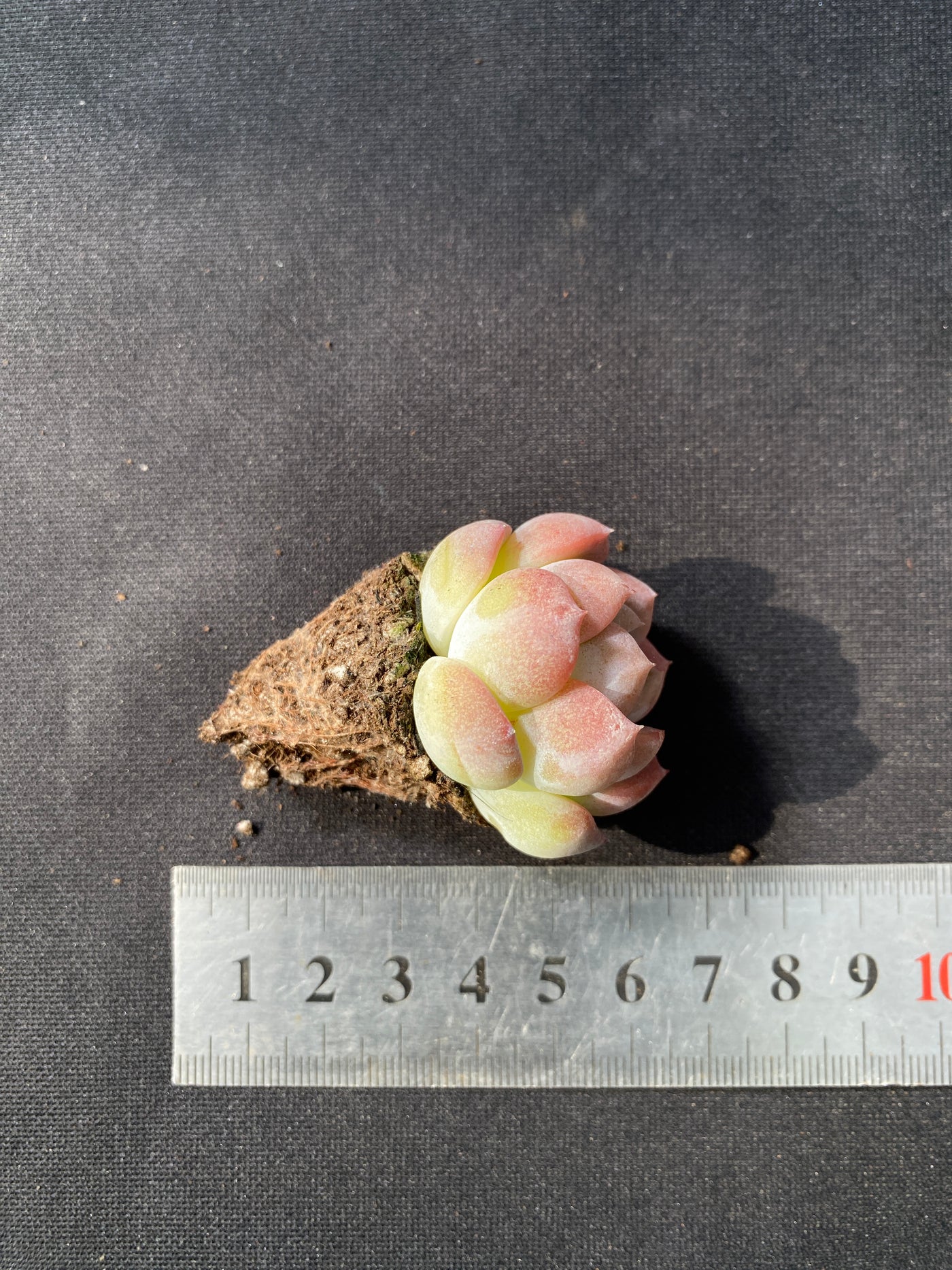 多肉植物 コハク 105株セット 品番AB0043