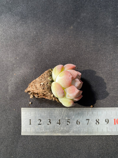 多肉植物 コハク 105株セット 品番AB0043