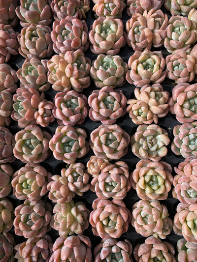 多肉植物 コハク 105株セット 品番AB0043