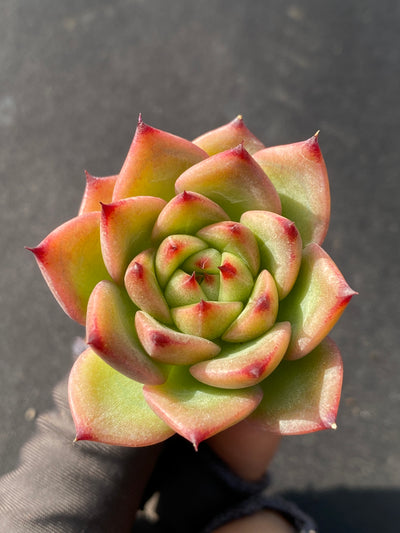 多肉植物 チャールストン 105株セット 品番AB0044