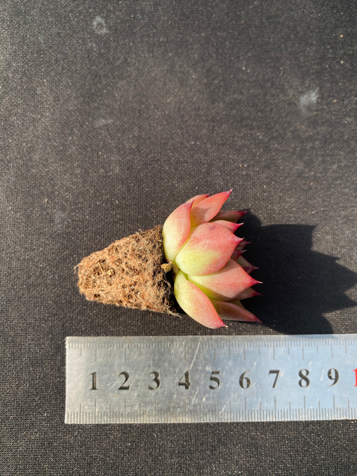 多肉植物 チャールストン 105株セット 品番AB0044