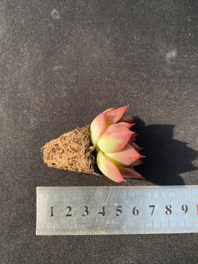 多肉植物 チャールストン 105株セット 品番AB0044