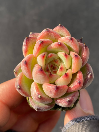 多肉植物 スターライトジェニー 105株セット 品番AB0045