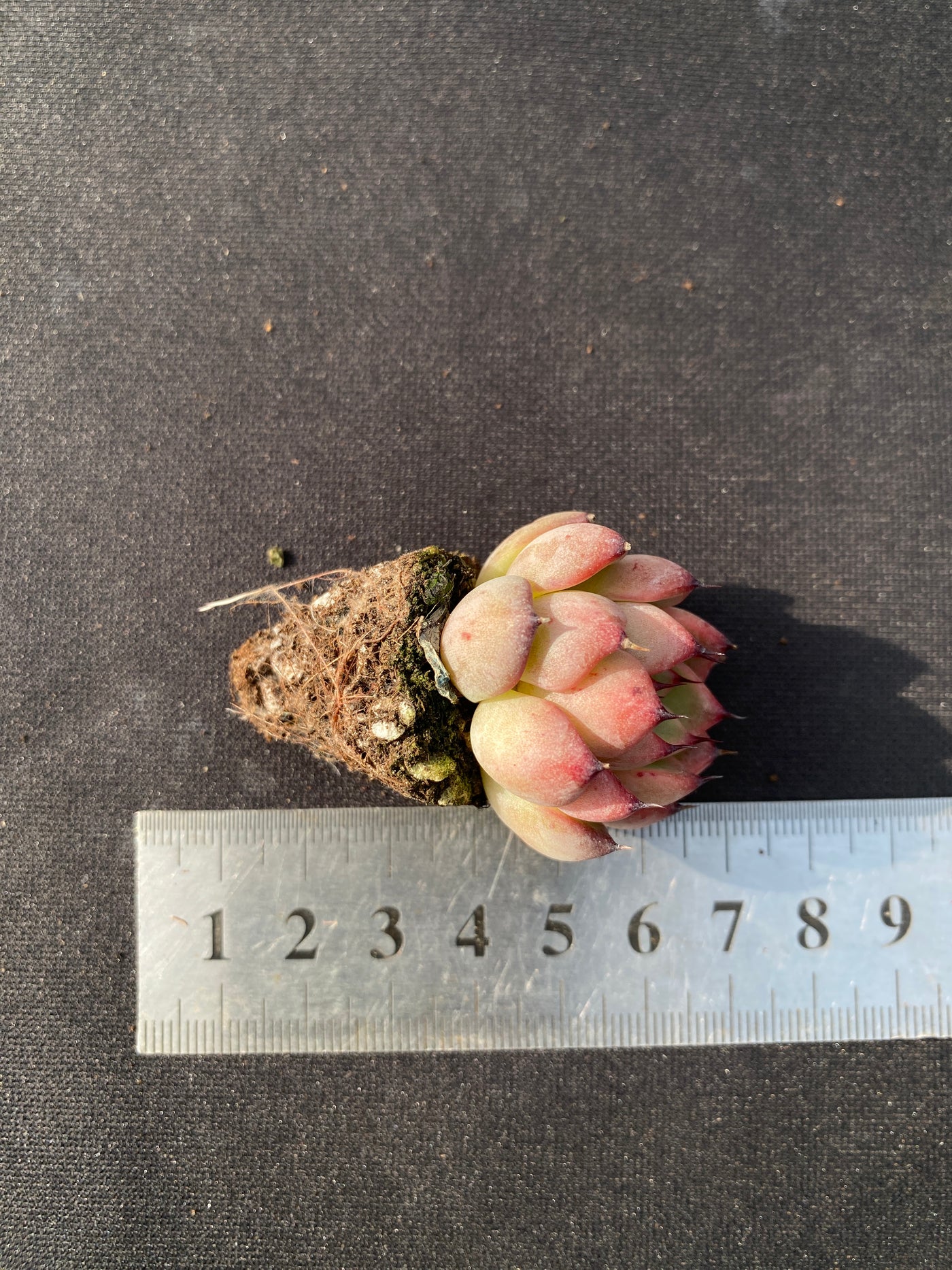 多肉植物 スターライトジェニー 105株セット 品番AB0045
