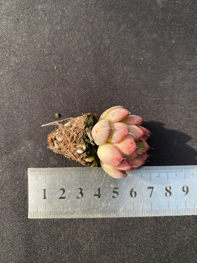 多肉植物 スターライトジェニー 105株セット 品番AB0045