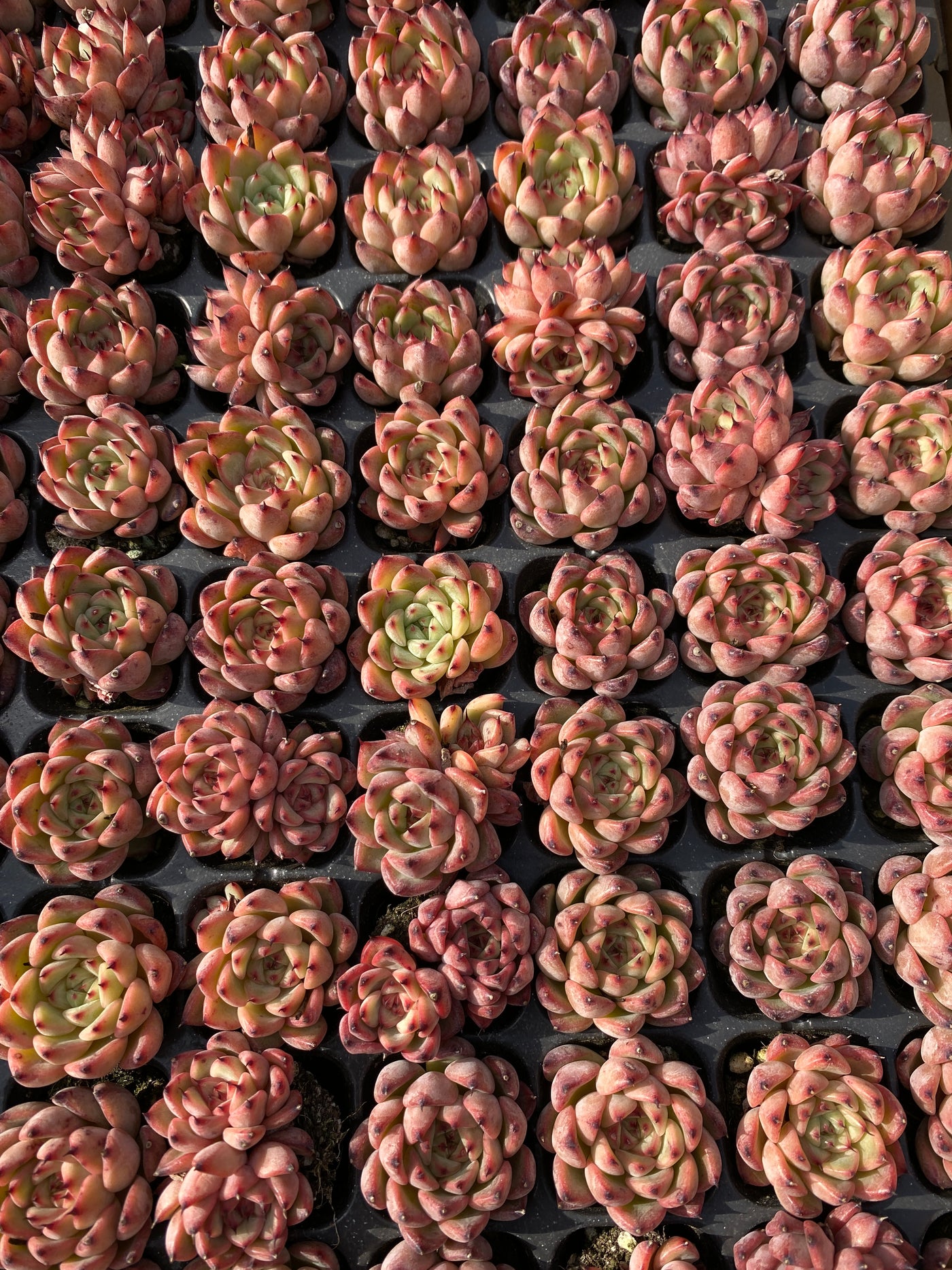 多肉植物 スターライトジェニー 105株セット 品番AB0045