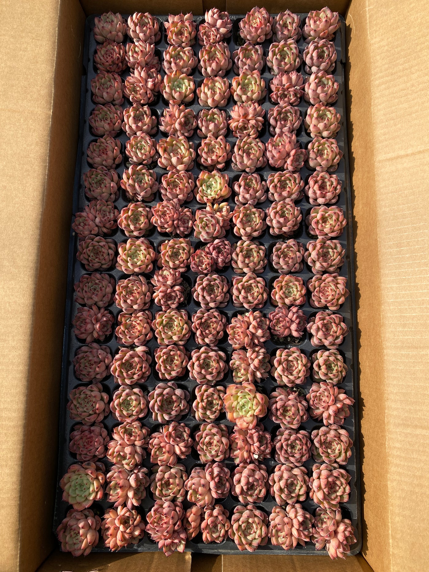 多肉植物 スターライトジェニー 105株セット 品番AB0045